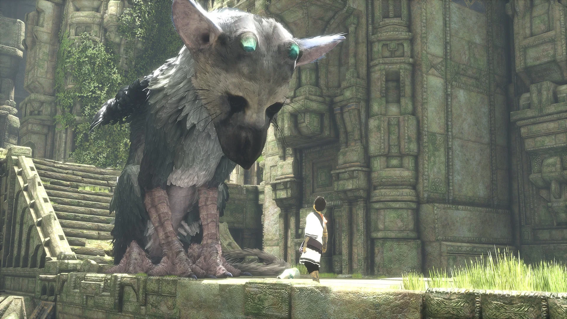 Boy Trico Face to Face